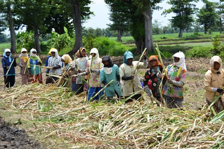 Indonesia Terpaksa Impor karena Anggaran Pertanian Terlalu Kecil